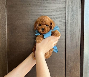 Catei Pudel Toy roscat - Caniche Pitic - Poodle Mini de vanzare in Craiova, genetic pur, Livrare!