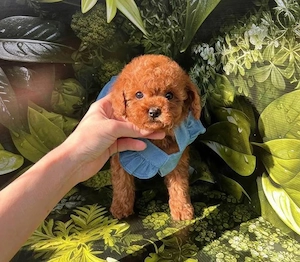 Catei Pudel Toy roscat - Caniche Pitic - Poodle Mini de vanzare in Craiova, genetic pur, Livrare! - imagine 2