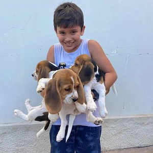 Acești căței drăguți de Beagle  Acești 