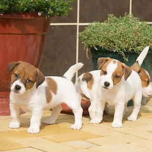 Pui Jack Russell Terrier