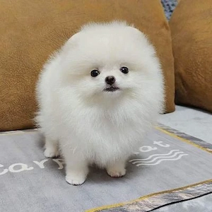 Căței Pomeranian disponibili