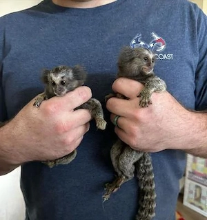 Maimuțe Marmoset disponibile acum