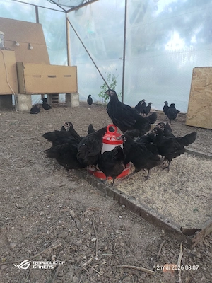 pui de australorp negru