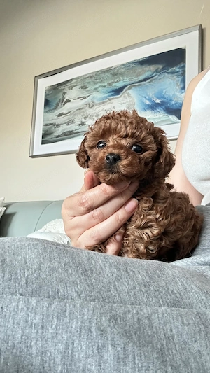 Catei Pudel Toy roscat - Caniche Pitic - Poodle Toy de vanzare in Suceava, genetic pur, Livrare