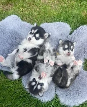 Pui frumoși de Husky Siberian masculi și femele
