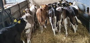 Aduc viței si vițele pe comandă în toată România  bălțată românească, angus si belgian, 1-3 lună  Pr - imagine 2