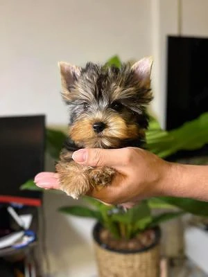 Pui Yorkshire Terrier dgfgrg57567