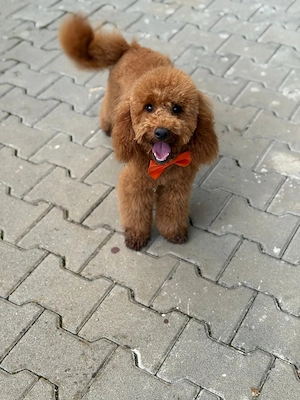 Caut partenera pentru un Pudel Toy cu pedigree  adus din Beograd - imagine 3