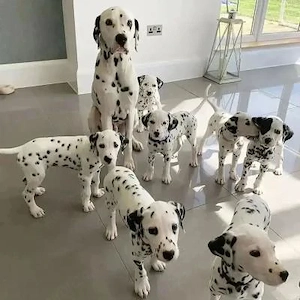 căței dalmațieni sunt acum gata dddfdfhfd 45454554