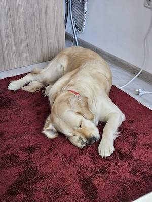 Femela Golden Retrivier