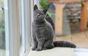 British Shorthair Blue 