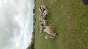 Vând oi bune de ținut 