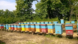 Vând familii de albine