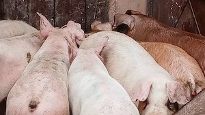 porci soldani durok si pik si rasa mixta - imagine 3