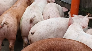 porci soldani 65-105 kg - imagine 3