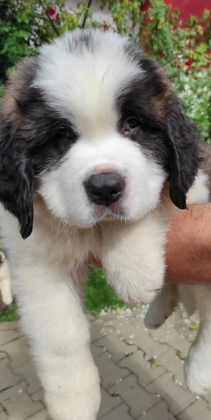 Saint Bernard ,6 săptămâni 