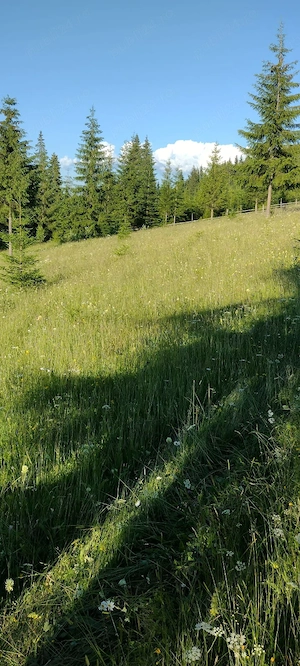 Vând teren cu căsuța, vino sa vezi și să te convingi 
