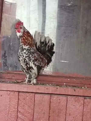 Cocosi pitici de vanzare