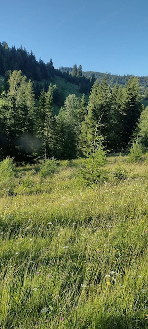 Vând teren cu căsuța în Bucovina, vino sa vezi și să te convingi  - imagine 7