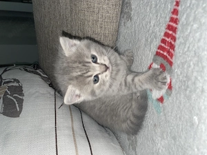  Disponibili puiuți British Shorthair Blue & British  - imagine 2