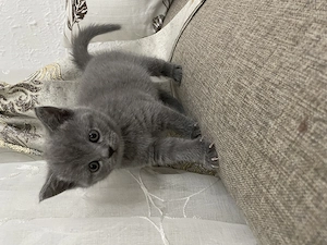  Disponibili puiuți British Shorthair Blue & British 