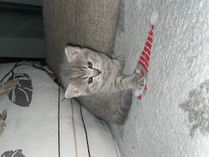  Disponibili puiuți British Shorthair Blue & British  - imagine 3