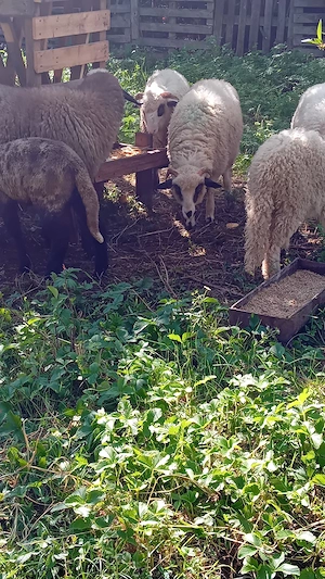 schimb  cu o vitică