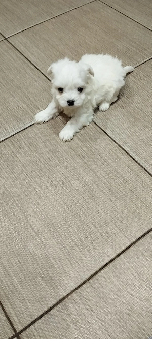 Bichon maltese mini toy 