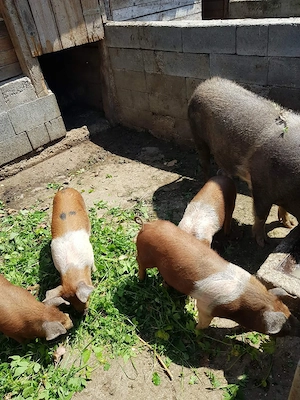 vand porci pentru sacrificat si purcei  - imagine 3