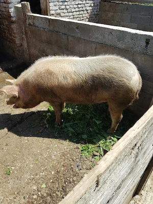 vand porci pentru sacrificat si purcei  - imagine 5