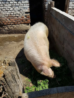 vand porci pentru sacrificat si purcei  - imagine 2