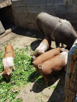 vand porci pentru sacrificat si purcei 
