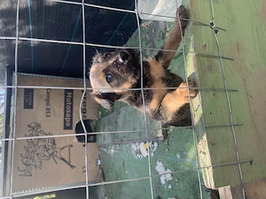 Cățelușa Jagd Terrier - imagine 2
