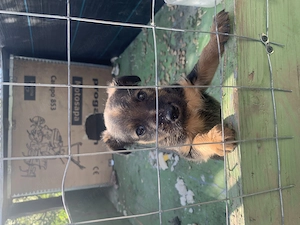 Cățelușa Jagd Terrier