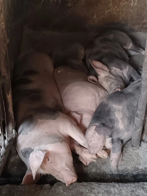 porci de carne  - imagine 2