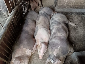 porci de carne 