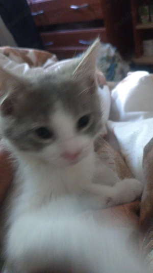 Puiuți pentru adopție ,