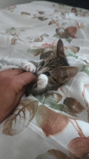 Puiuți pentru adopție , - imagine 2