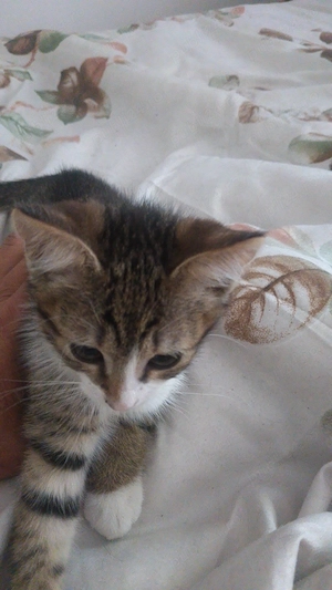 Puiuți pentru adopție , - imagine 3