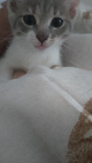 Puiuți pentru adopție , - imagine 4