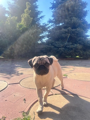 Pug, mops superb! 