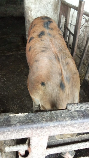 vand purcele 