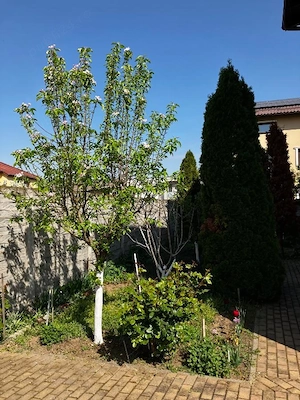Apartament 3 camere - Braytim - Parter - imagine 8