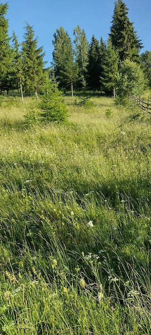 Vând teren cu căsuța în Bucovina, vino sa vezi și să te convingi  - imagine 3