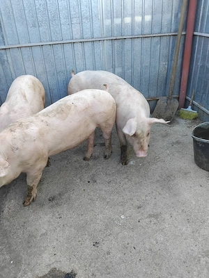 Grasuni și pirci disponibili