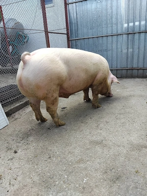 Grasuni și pirci disponibili - imagine 3