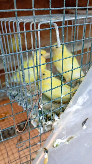 Canari puișori de 2026