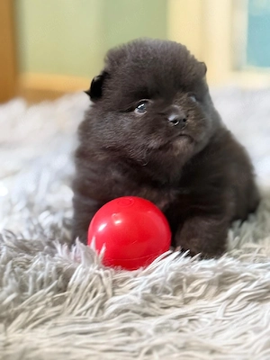pomeranian