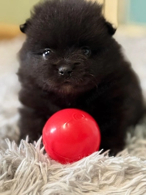 pomeranian