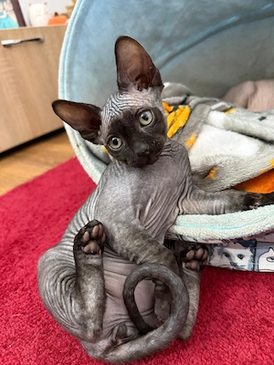 Pui de sphynx iubitori